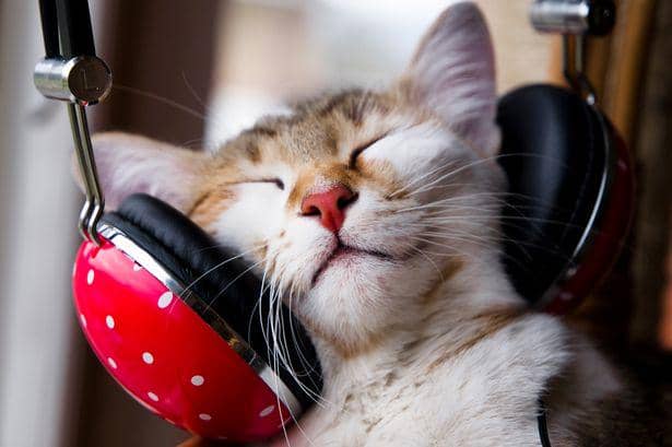 Pertama Kali di Dunia: Sekarang Ada Musik Khusus Untuk Kucing! | IDN Times