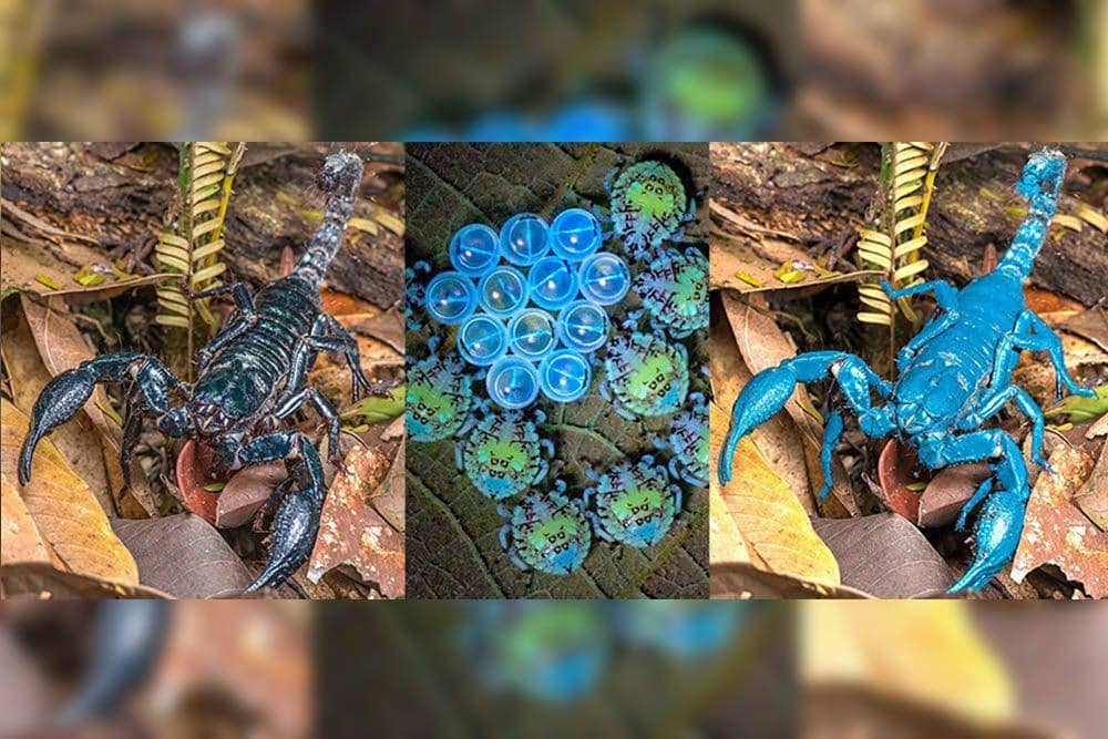 10 Hewan Bercahaya Setelah Terpapar Ultraviolet, Wujudnya Mengagu | IDN ...