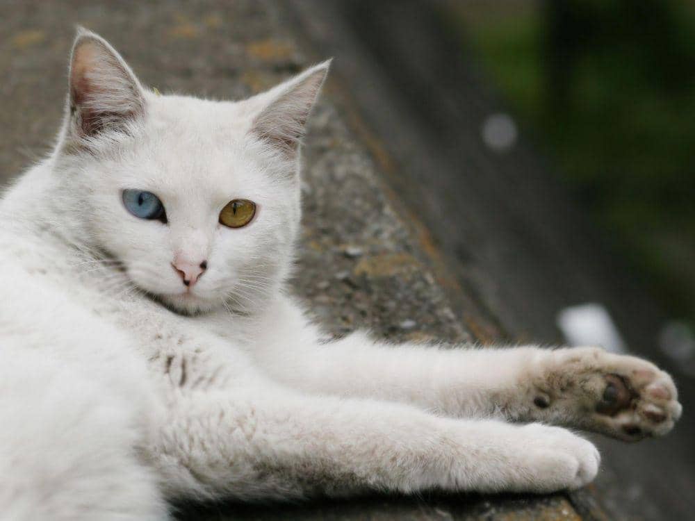 5 Fakta Kucing Odd Eye, Si Manis yang Warna Kedua Matanya Berbeda | IDN ...