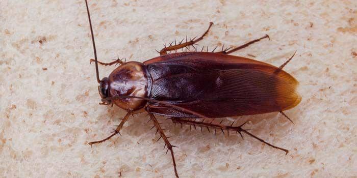 Hama Insekter Gak Selalu Merugikan, 5 Hama Ini Ternyata Juga Bermanfaat Lho | IDN Times