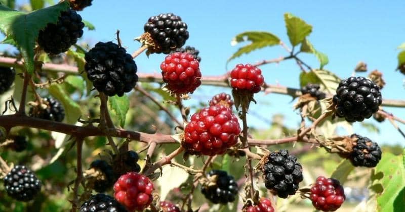 7 Manfaat Buah Murbei untuk Kesehatan Tubuh | Popmama.com
