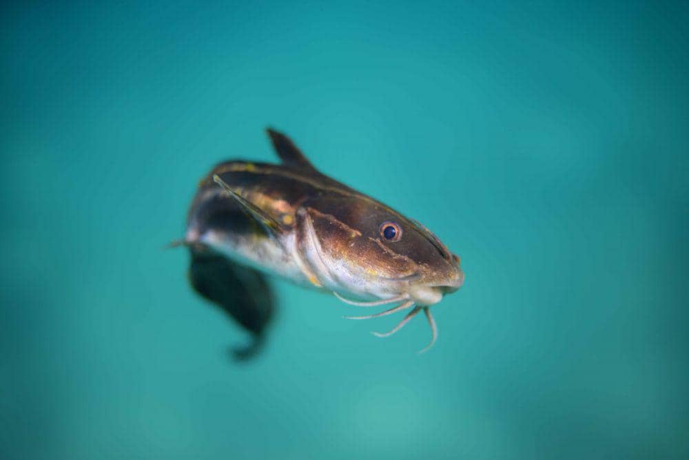 5 Manfaat Kesehatan Ikan Lele yang Tinggi Nutrisi | IDN Times