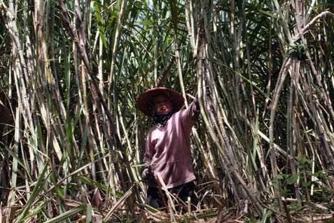 Pemerintah Siapkan Rp1,5 Triliun Demi Serap Gula Petani