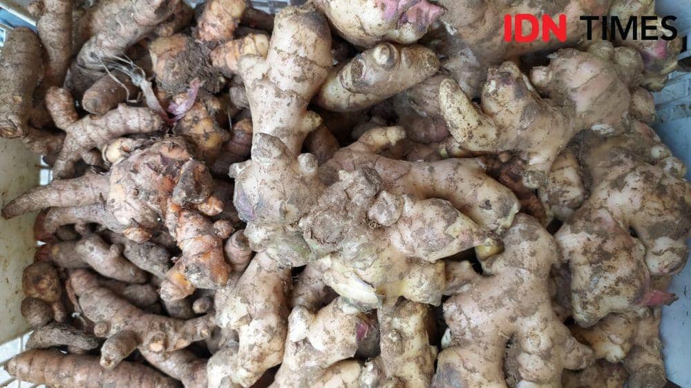 Ilustrasi jahe merah. IDN Times/Asrhawi Muin