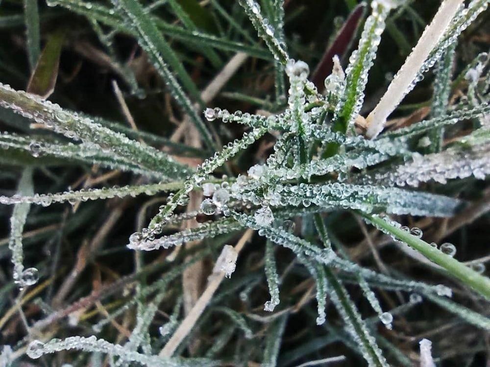 Suhu di Dieng Minus 2 Derajat Celcius Muncul Fenomena Embun Upas