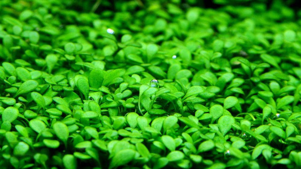 5 Tanaman Karpet Aquascape Selain Jenis Rumput yang Estetik | IDN Times