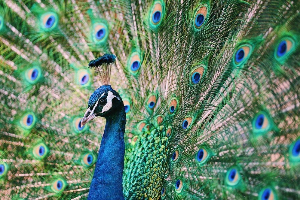6 Fakta Menarik Burung Merak yang Wajib Kamu Tahu | IDN Times
