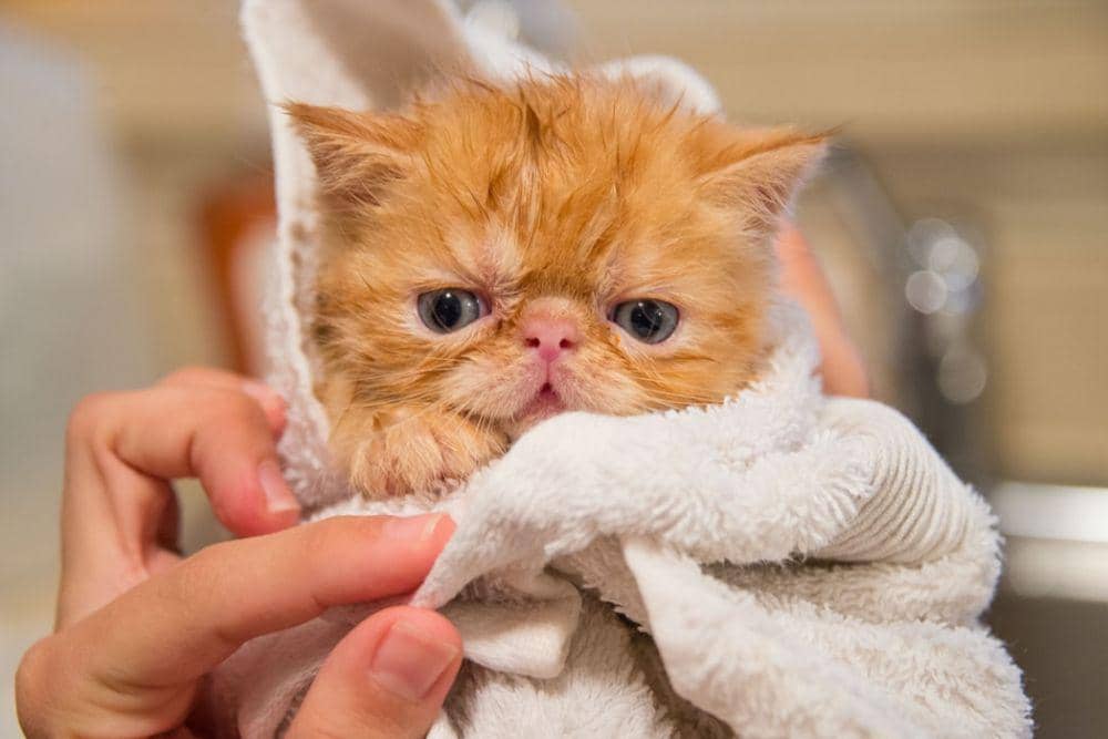 Sebelum Pelihara Kucing, 5 Hal Perawatan Dasar yang Wajib Kalian | IDN ...