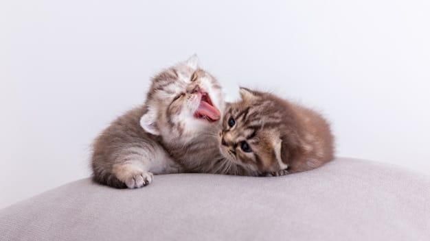 250 Ide Nama Kucing Pembawa Rezeki Inisial A-M Beserta Artinya