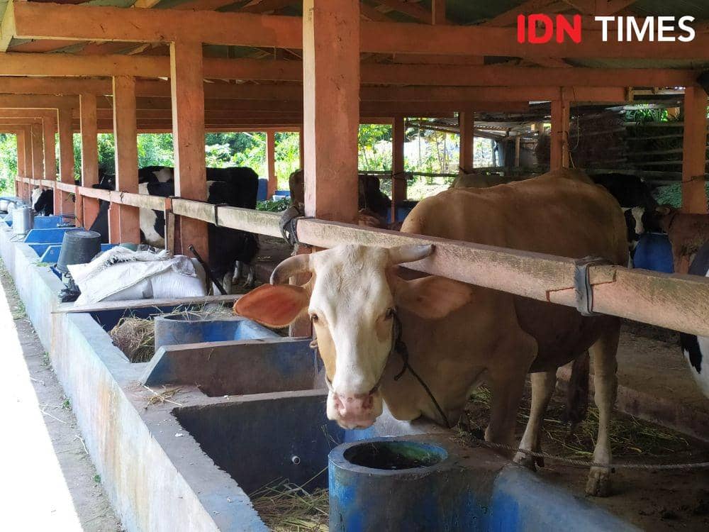 2.583 Ekor Sapi Impor dari Australia Tiba di Indonesia | IDN Times