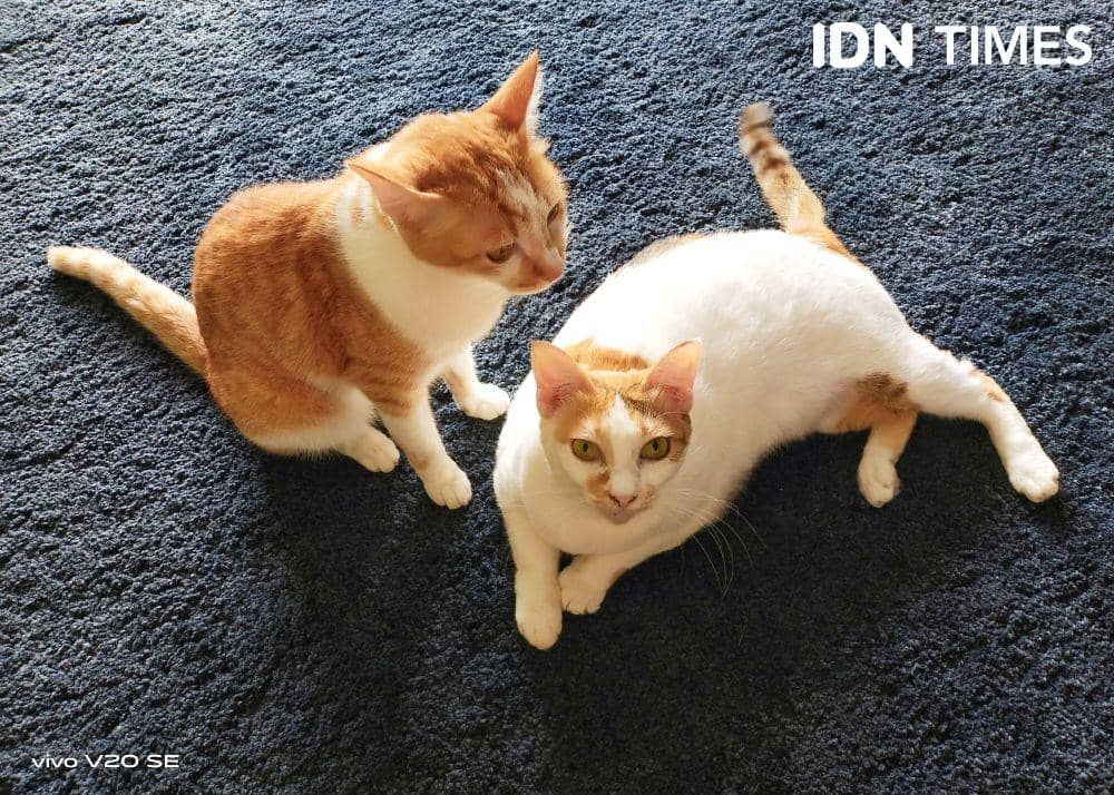 ilustrasi kucing rumahan (IDN Times/Nurulia R. Fitri)
