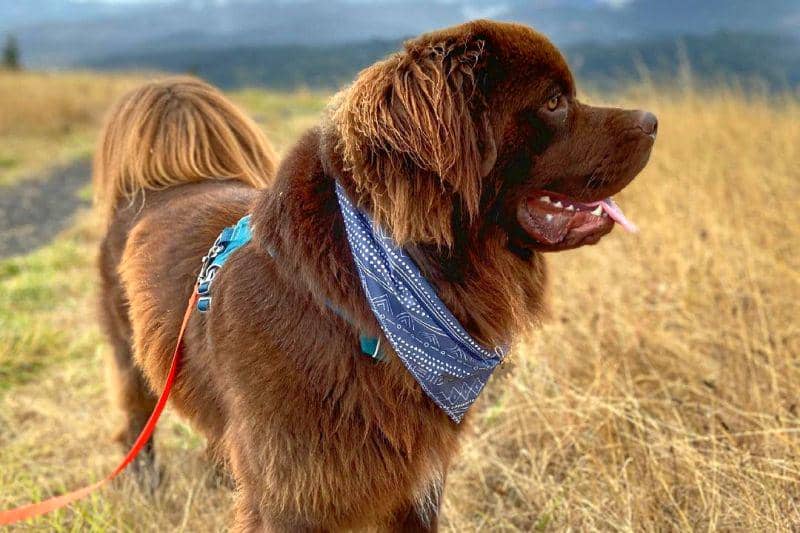 8 Ras Anjing Terbesar di Dunia, Ukurannya Raksasa! | IDN Times