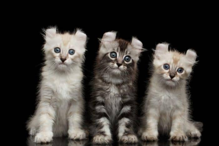 6 Jenis Ras Kucing yang Bertubuh Kecil, Imut dan Gemas! | IDN Times