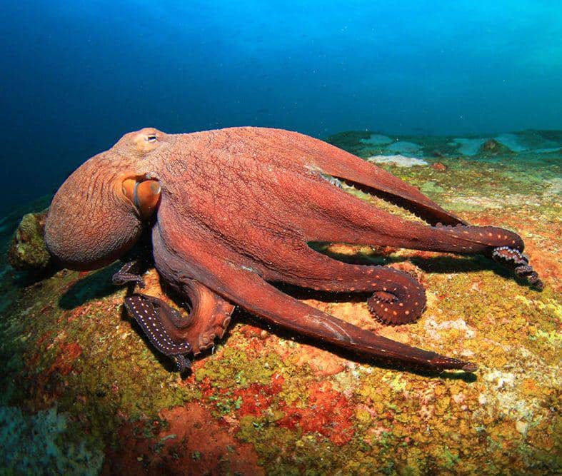7 Fakta Gurita Pasifik Raksasa yang Mirip Kraken | IDN Times