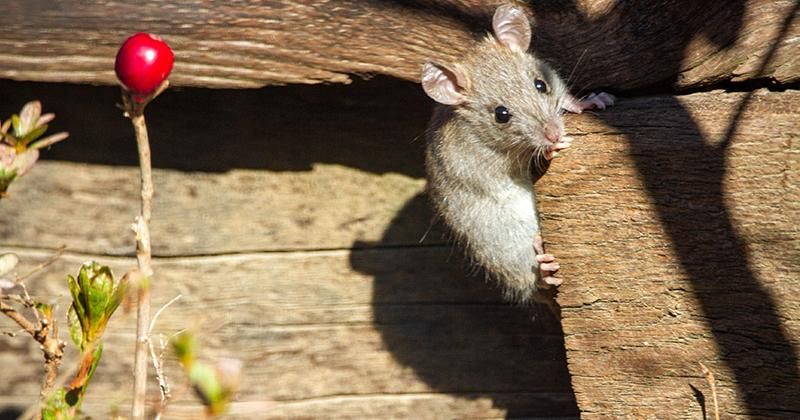 12 Cara Mengusir Tikus di Kamar, Bisa Pakai Bahan Alami