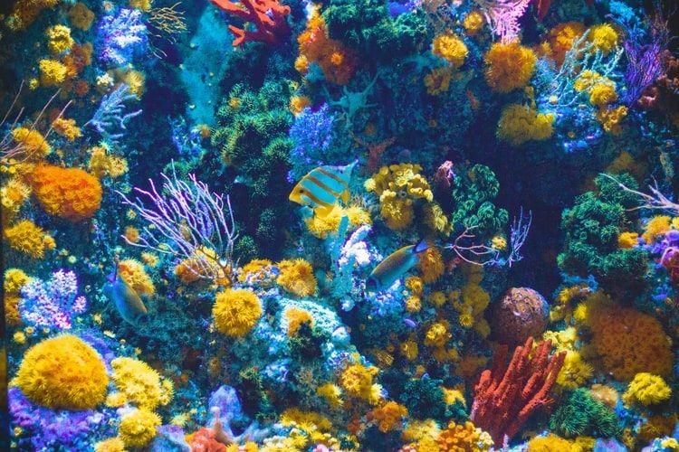 Menyelami Great Barrier Reef Marine Park, Surga Bawah Laut Australia