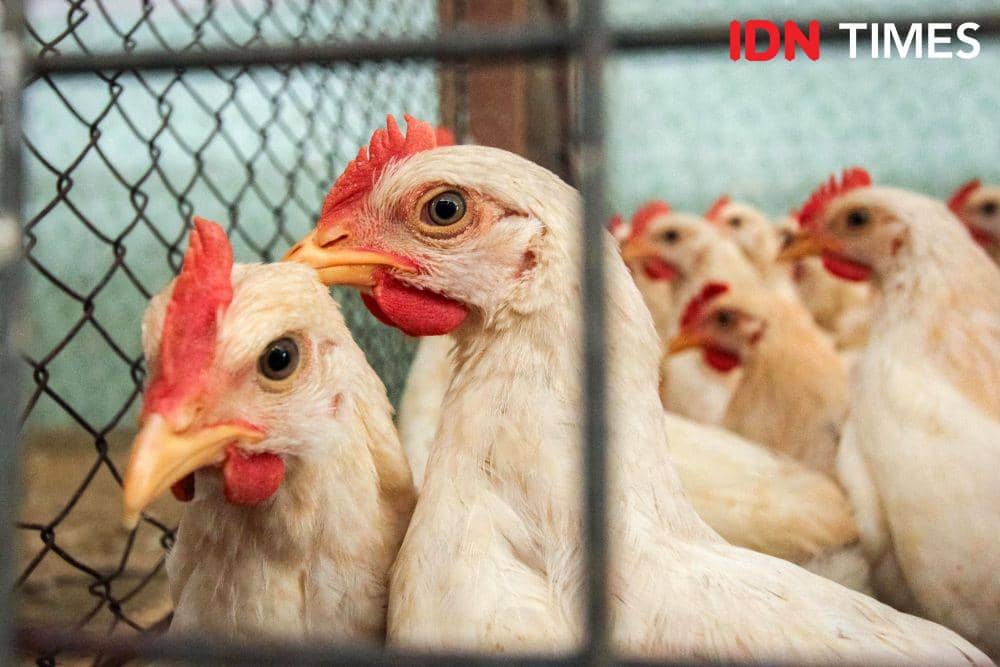 ilustrasi ayam (IDN Times/Dhana Kencana)