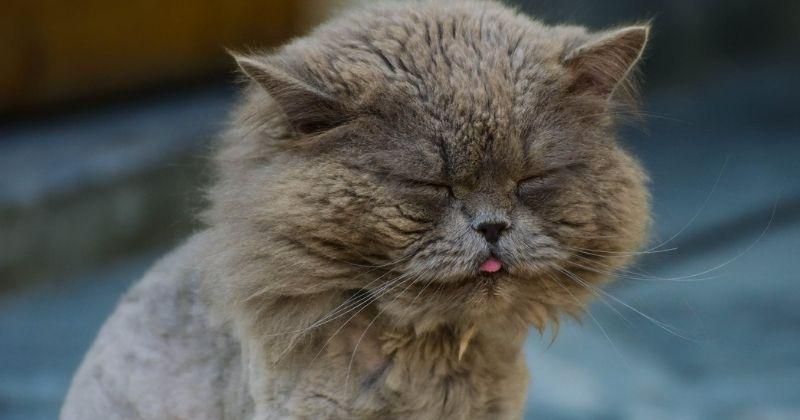 5 Cara Menghilangkan Jamur pada Kucing, Termasuk Penyakit Menular