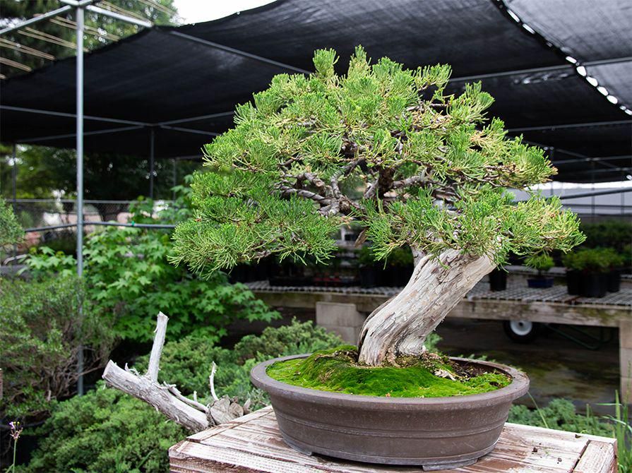 5 Tanaman Bonsai Termahal di Dunia, Harga Sampai Rp18 Miliar | IDN Times
