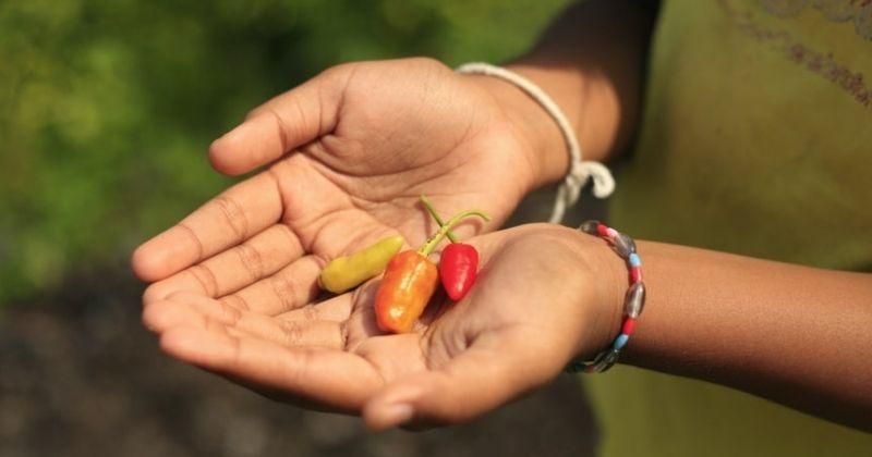 7 Cara Menanam Cabai saat Musim Hujan, Atur Jarak Tanaman