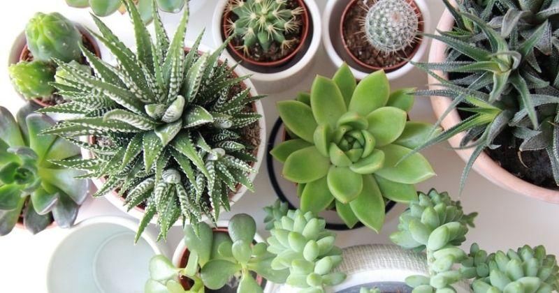 8 Cara Membuat Tanaman Subur Kembali, Bisa dengan Bahan Alami