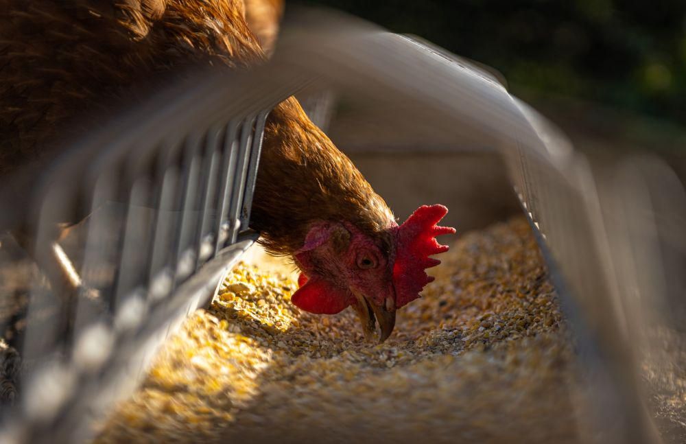 Pengusaha Ayam Rugi 2,1 Ton Usai Ditipu Pelanggan Lama