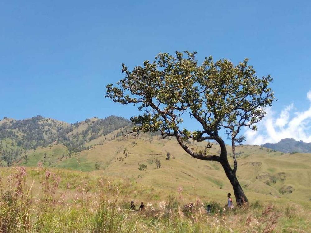 ilustrasi savana sembalun (instagram.com/priyatnadp)