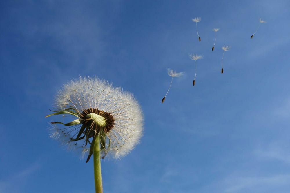 ilustrasi dandelion (pixabay.com/blickpixel)
