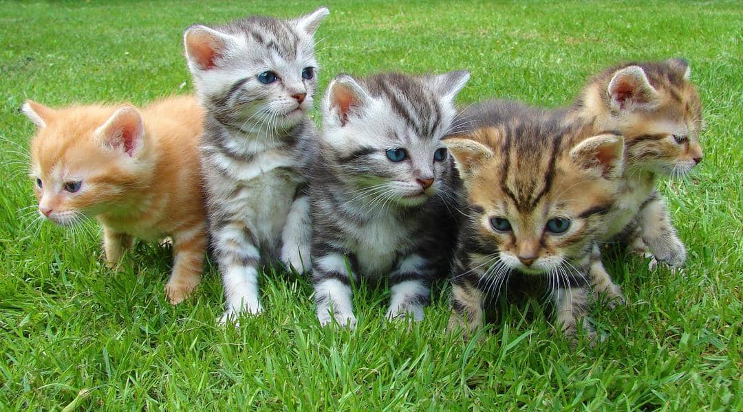 Umur Rata Rata Kucing Ingin Tahu Umur Kucing? Perhatikan 4 Hal Ini | Popbela.com