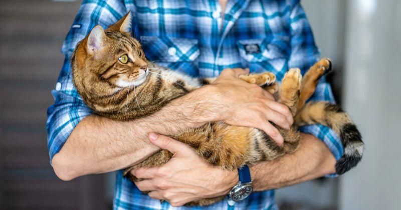 400 Ide Nama Kucing Betina Inisial A-M Beserta Artinya