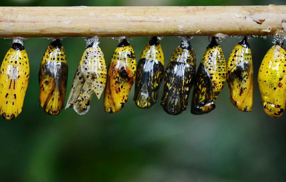 4 Fakta Ilmiah Terkait Proses Metamorfosis yang Jarang Diketahui