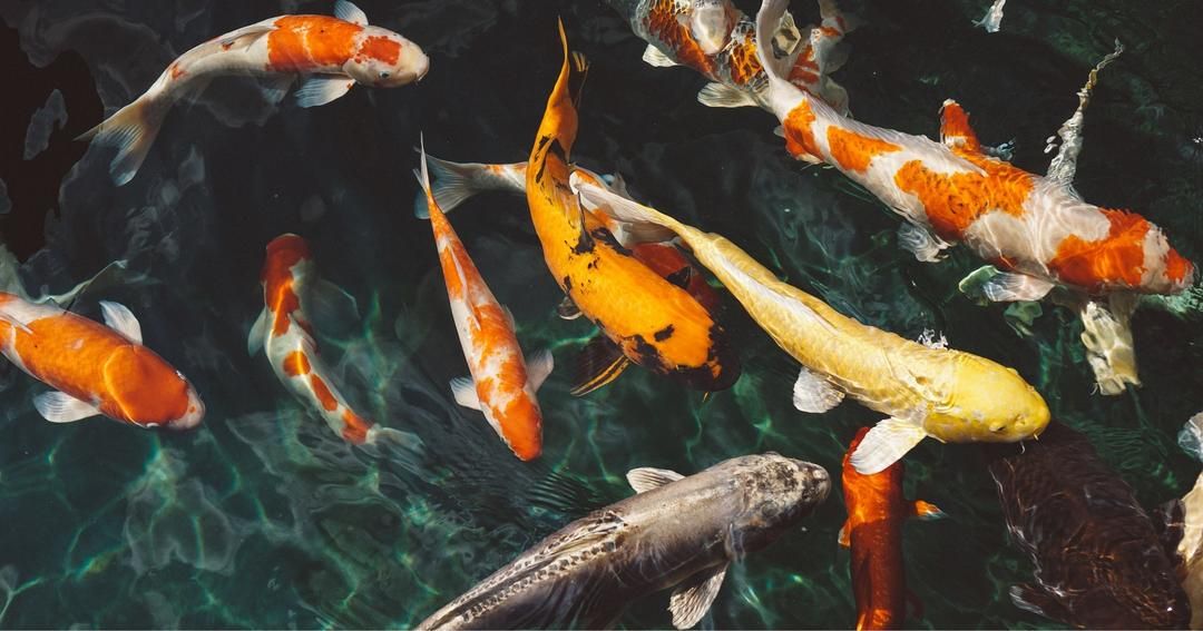 Feng Shui Lukisan Ikan Koi: Legenda, Makna, dan Penempatannya di Rumah