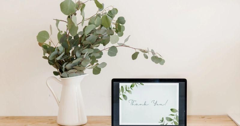 5 Cara Merawat Tanaman Eucalyptus di dalam Ruangan