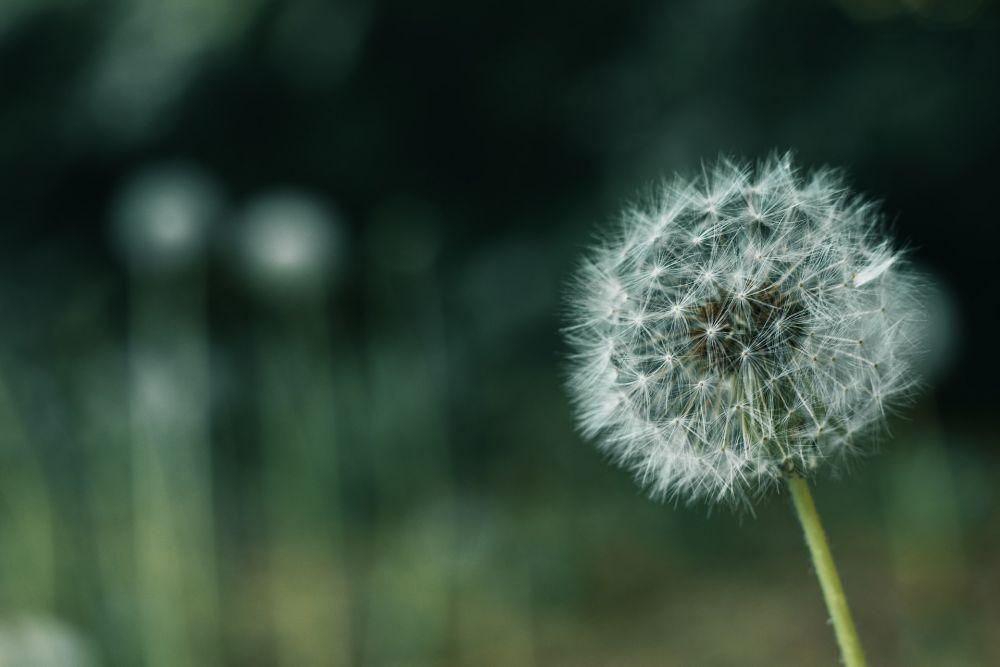 ilustrasi dandelion (Unsplash/Ahmed Neji)