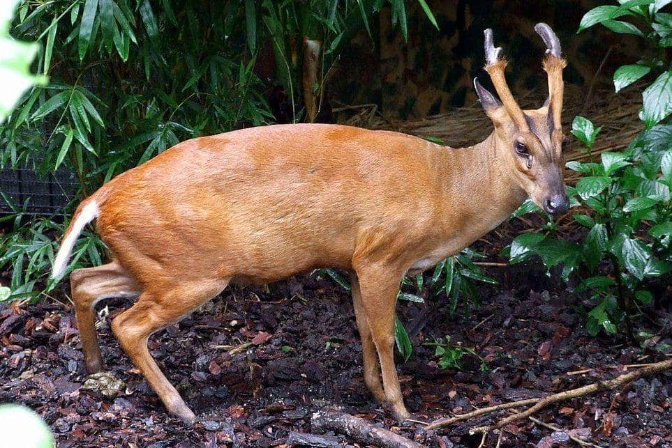 9 Fakta Kijang Muncak, Mamalia dengan Kromosom Terendah | IDN Times