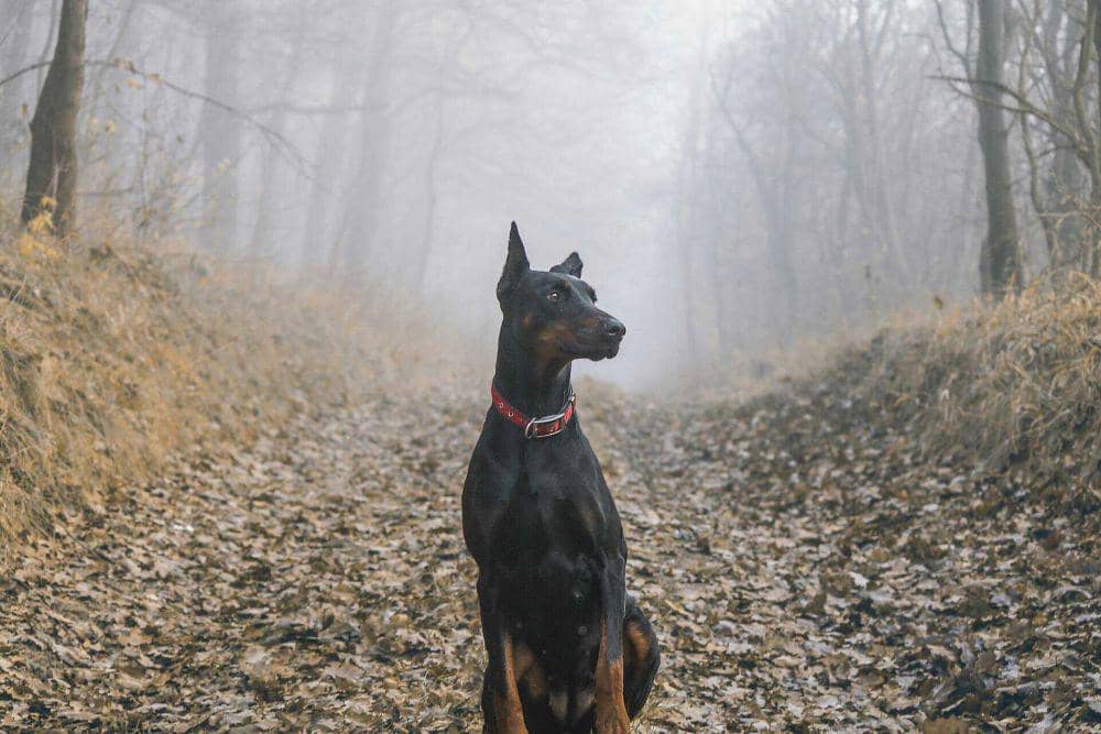 ilustrasi anjing doberman (pixabay.com/@patstatic)