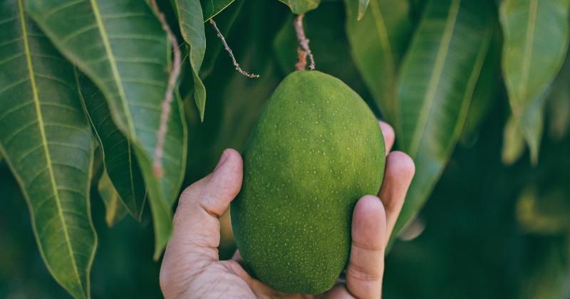 Apa Itu Petik Mangga Saat Berhubungan?