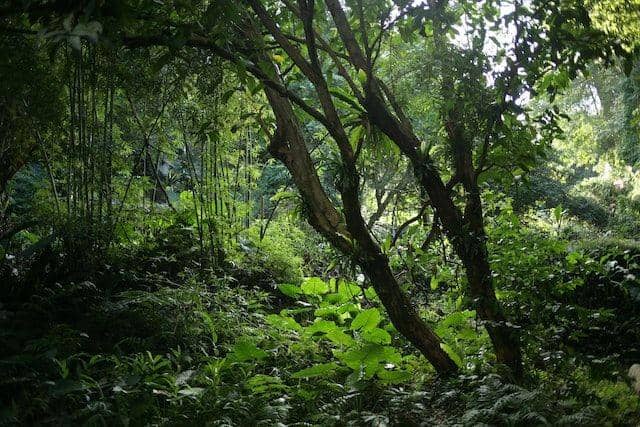 Ilustrasi hutan tropis (Unsplash.com/mclee)