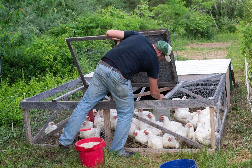 Berbasis IoT, Siswa SMA Ciptakan Inovasi Kenyamanan di Kandang Ayam