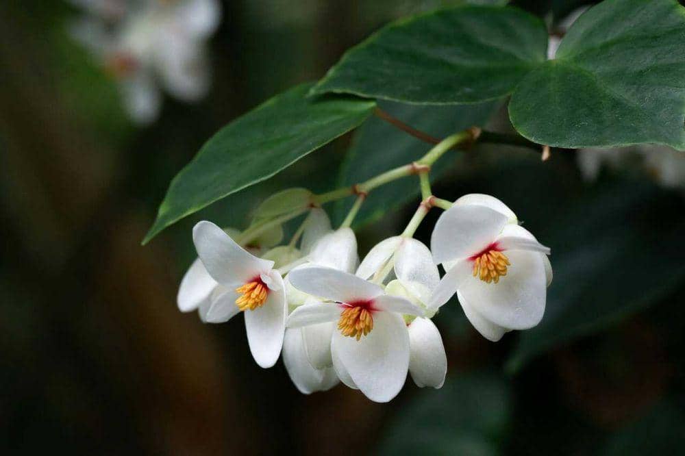 Cara Menanam Bunga Begonia dengan Tampilan yang Menawan | IDN Times