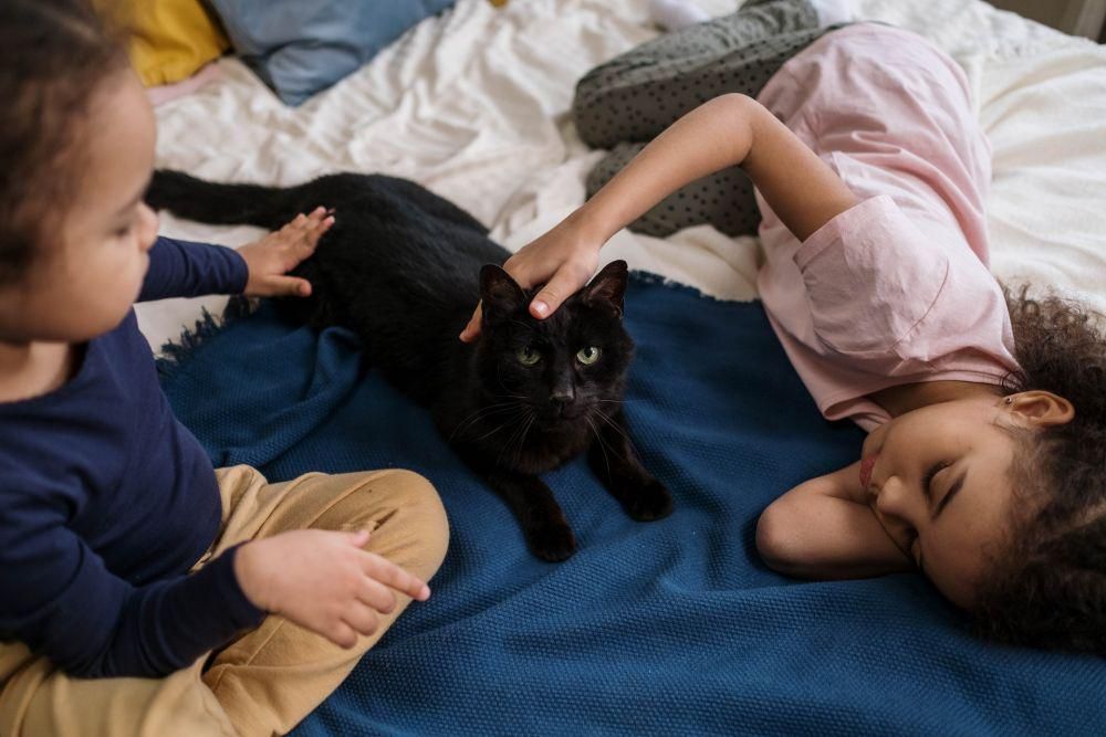 Kenapa Kucing Nurut Sama Anak Kecil? Ini Alasannya