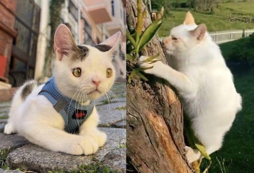 Kucing Gen Kelainan Genetik pada Kucing Ini Malah Membuatnya Makin lucu | IDN ...