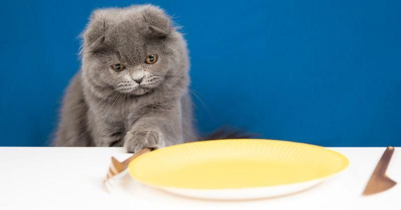 9 Tanda-Tanda atau Ciri-Ciri Kucing Mau Mati, Jangan Disepelekan