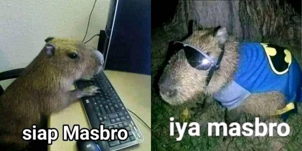meme kapibara masbro (dok. Twitter/0v3rwhelmed)