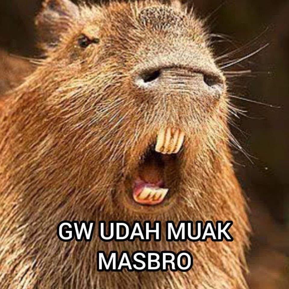 meme capybara muak (dok. Twitter/0v3rwhelmed)