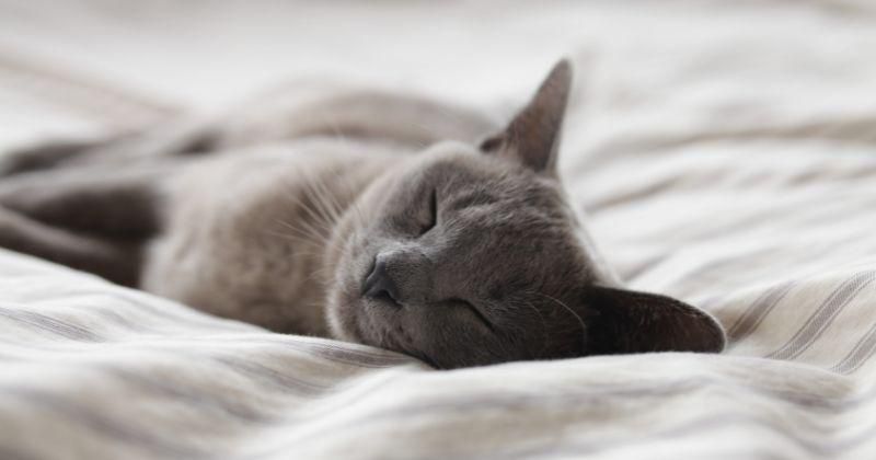250 Ide Nama Kucing Pembawa Kedamaian Inisial N-Z