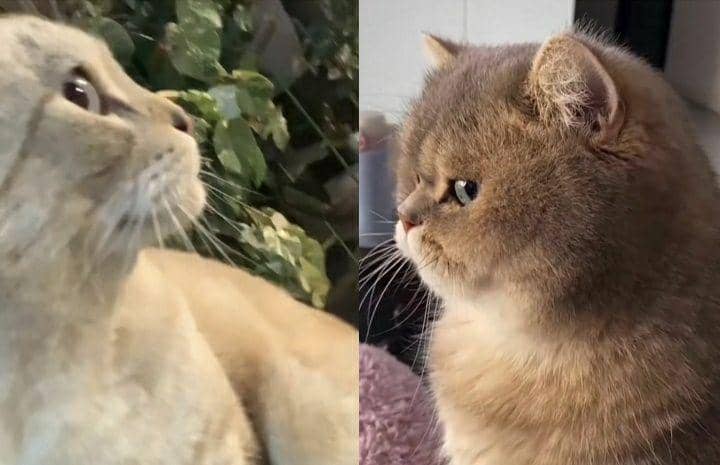 Sound TikTok Bombastic Side Eye! Viral, Apa Artinya? | IDN Times