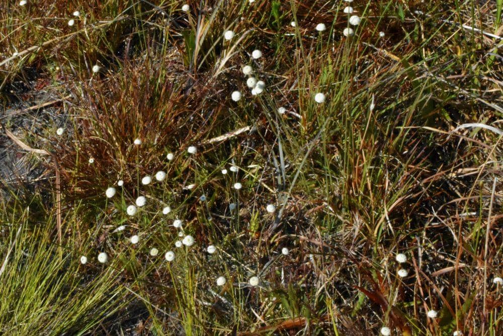 Bunga Rawa Dirusak Habitatnya, Ini Fakta tentang Edelweiss Rawa | IDN Times