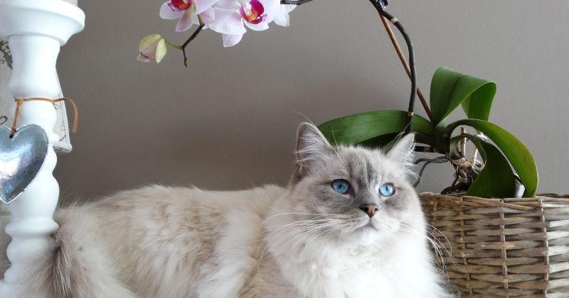 Apakah Anggrek Beracun untuk Kucing? Ini Penjelasannya!
