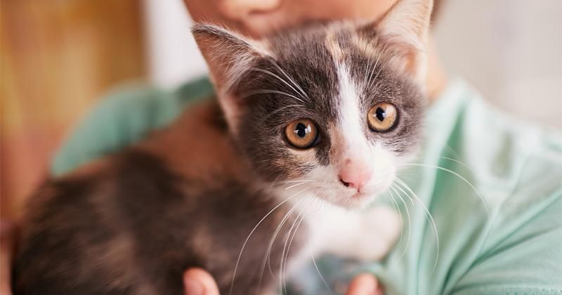 8 Tanda Kucing Menyukai Kamu, Disambut di Depan Pintu
